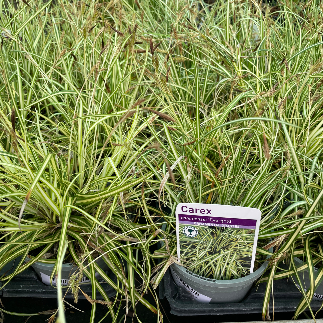 Carex oshimensis 'Evergold' (Grass) 10.5cm Bunkers Hill Plant Nursery
