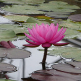 Nymphaea 'Mayla' (Water Lily) 3ltr