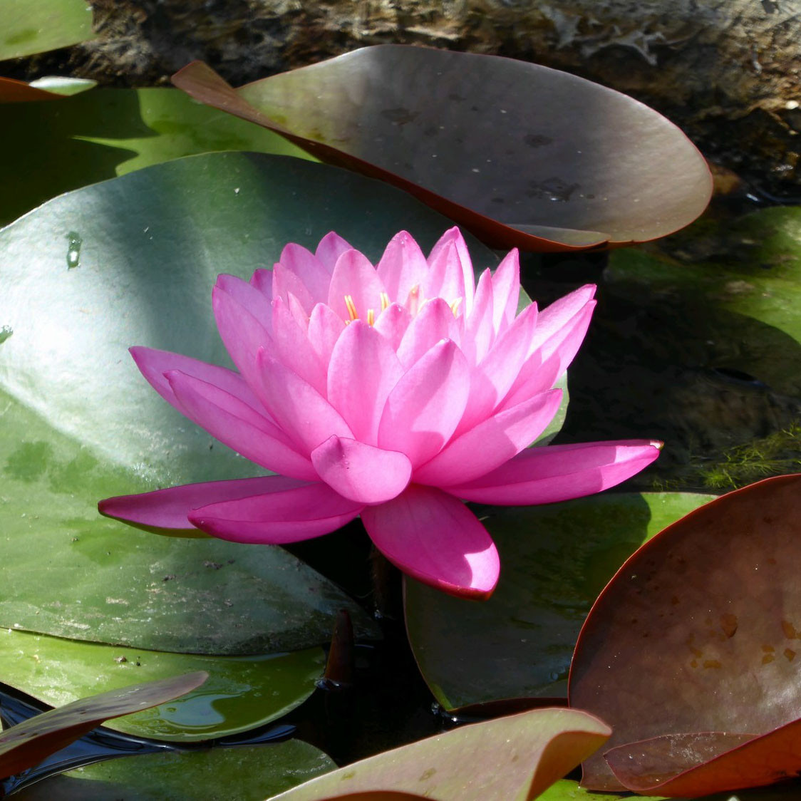 Nymphaea 'Mayla' (Water Lily) 3ltr Bunkers Hill Plant Nursery