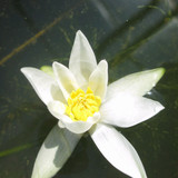 Nymphaea 'Pygmaea alba' (Water Lily) 3ltr