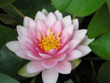 Nymphaea 'Darwin' (Water Lily) 3ltr