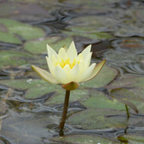 Nymphaea 'Pygmaea helvola' (Water Lily) 3ltr