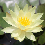 Nymphaea 'Odorata Sulphurea' (Water Lily) 3ltr