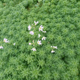 Hottonia palustris (Water Violet) 1ltr
