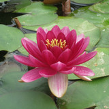 Nymphaea 'Perry's Baby Red' (Water Lily) 3ltr