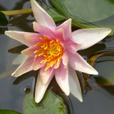 Nymphaea 'Sioux' (Water Lily) 3ltr