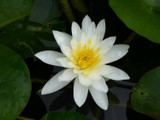 Nymphaea 'Marliacea Albida' (Water Lily) 3ltr