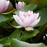 Nymphaea 'Mrs Richmond' (Water Lily) 3ltr