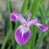 Iris versicolor 'Kermesina' 1ltr