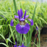 Iris sibirica (Siberian flag) 1ltr
