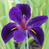Iris louisiana 'Black Gamecock' 1ltr