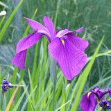 Iris ensata (Japanese Water Iris) 1ltr