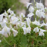 Mazus reptans alba (White Chinese Marshflower) 9cm