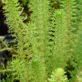 Myriophyllum crispatum 9cm (Oxygenator)