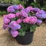 Bunker's Hill Plant Nursery