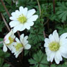 Bunker's Hill Plant Nursery