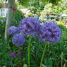 Bunker's Hill Plant Nursery