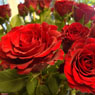 Bunker's Hill Plant Nursery