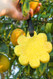 Spongelle' Wild Flower Bath Sponge Papaya Yuzu