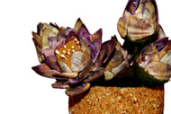 Lotus Flowers w/Pot - Decorated with Seashells and Sea Sand