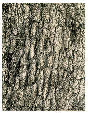 Background Bark