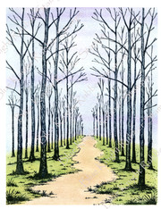 Tall Birch Trees