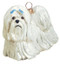 Maltese with Blue Bows Dog - Joy To The World Ornament Maltese with Blue Bows Dog - Joy To The World Ornament