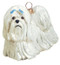 Maltese with Blue Bows Dog - Joy To The World Ornament