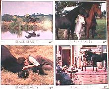 BLACK BEAUTY original issue 8x10 lobby card set