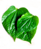 Fresh Paan Betel leaves (3.5oz)-Indian fresh herb culinaray Spice,USA