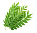 Fresh Curry Leaves Kadi Patha -Indian Herb,Citrus Flavor 1oz