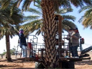 best date reading palm variety pack best date reading palm variety pack