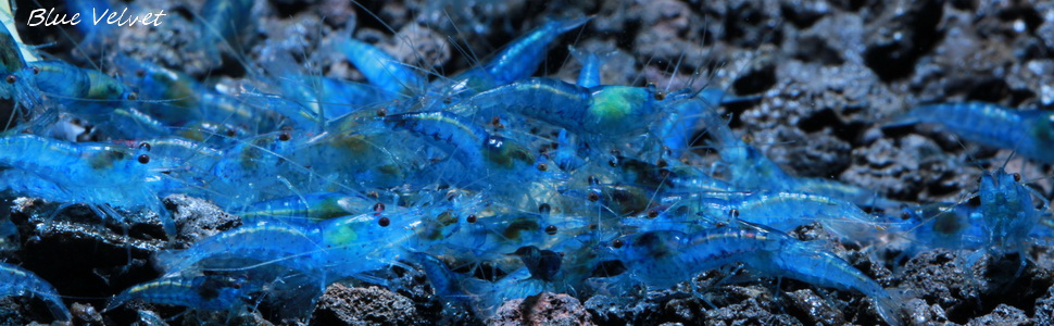 SoShrimp | Quality Aquarium Shrimp