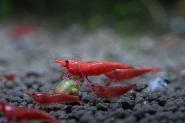 Red Cherry Shrimp, live aquarium shrimp