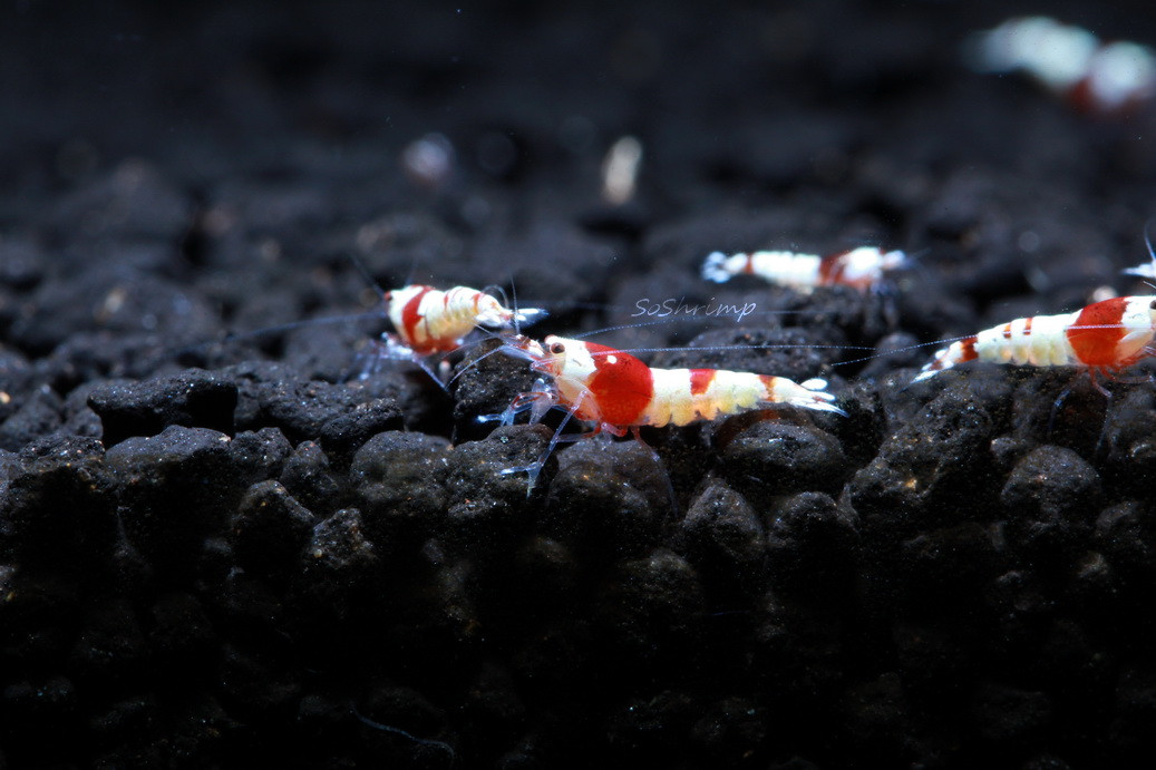 Pure Red Line Crystal Red Shrimp - SoShrimp