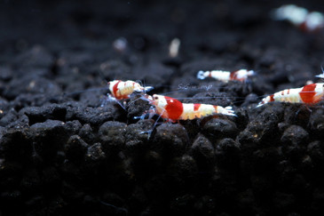 Pure Red Line Crystal Red Shrimp