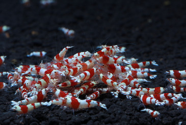 Crystal Red Shrimp Feeding