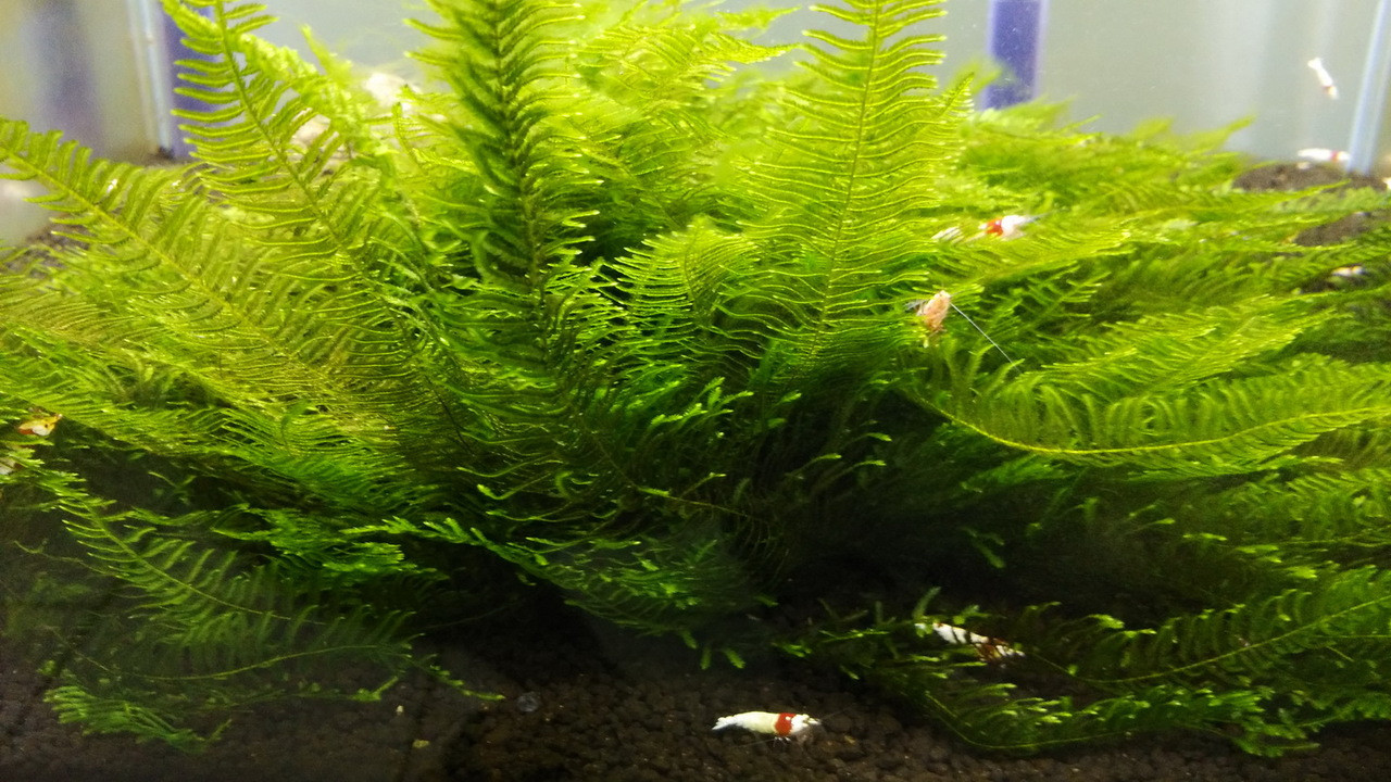 トップス GADID ANONIEM QUIMBY / MOSS size0 トップス GADID ANONIEM QUIMBY / MOSS size0 IMG_6579.jpg?v=1756936159