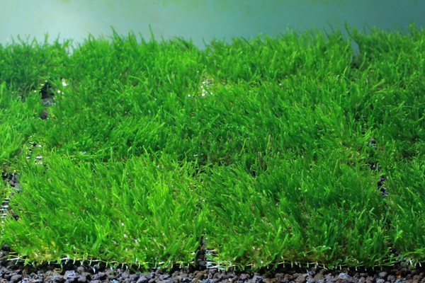Mini Christmas Moss Pad - SoShrimp