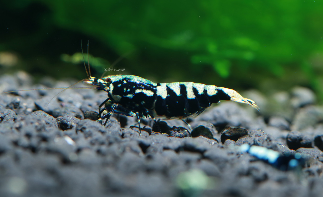 Black Pinto Shrimp - Berried female