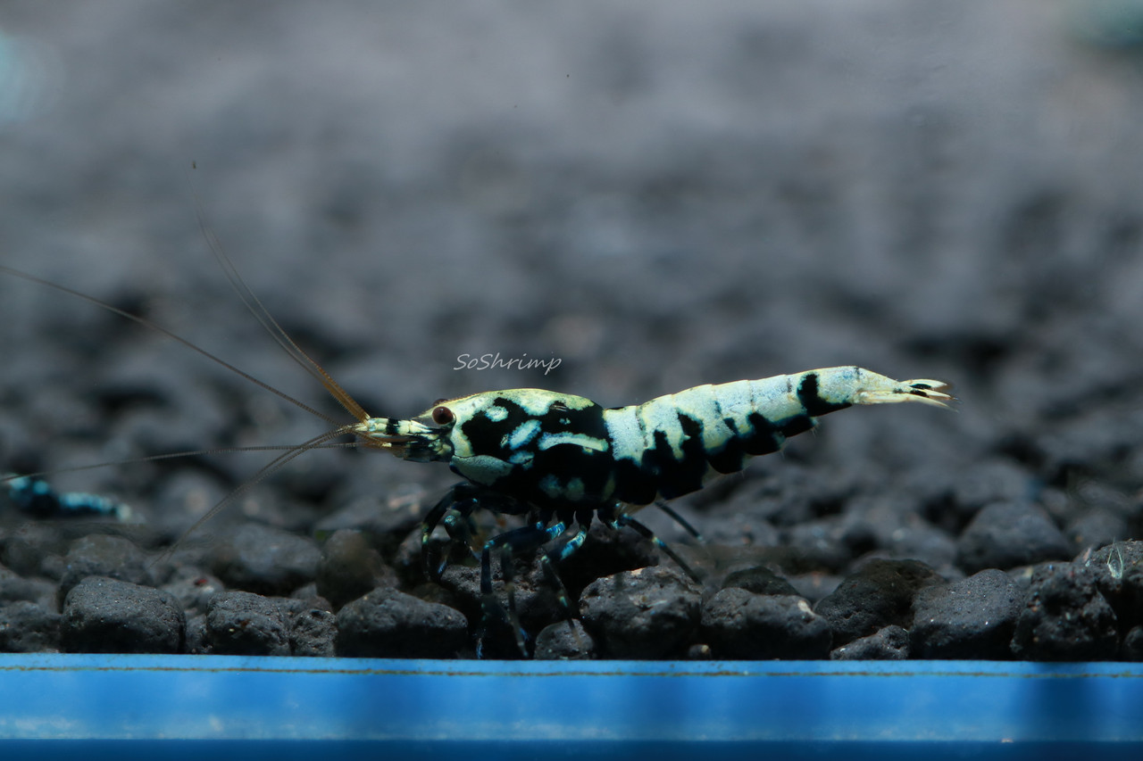Black Pinto Shrimp - Male