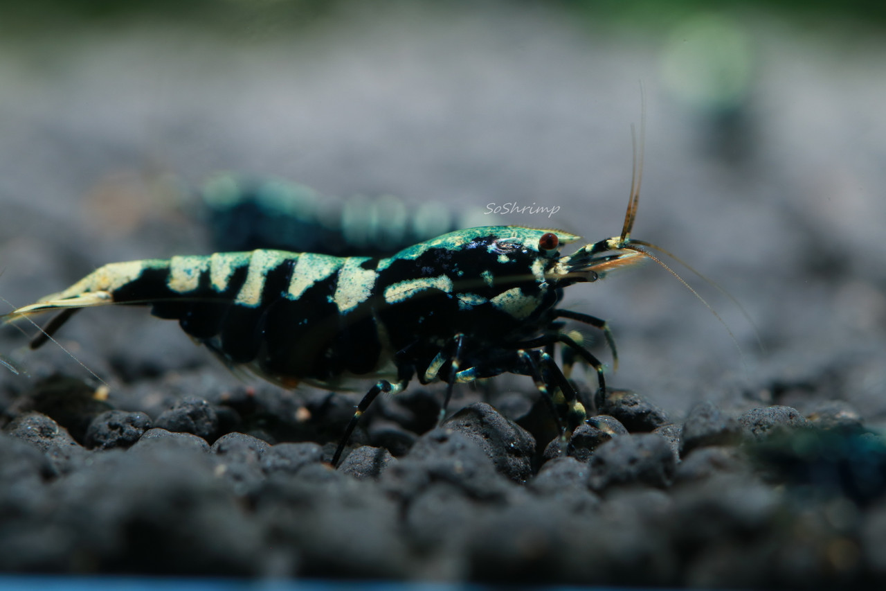 Black Pinto Shrimp - Berried female