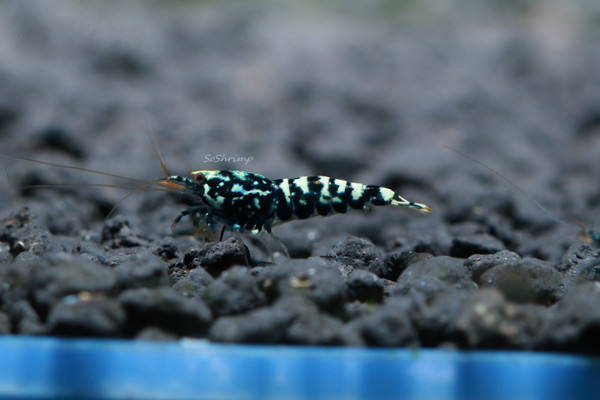 Black Pinto Shrimp - Galaxy Zebra Pinto