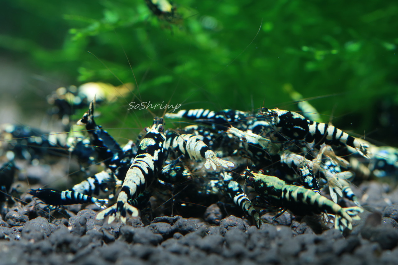 Black Pinto Shrimp - Feeding