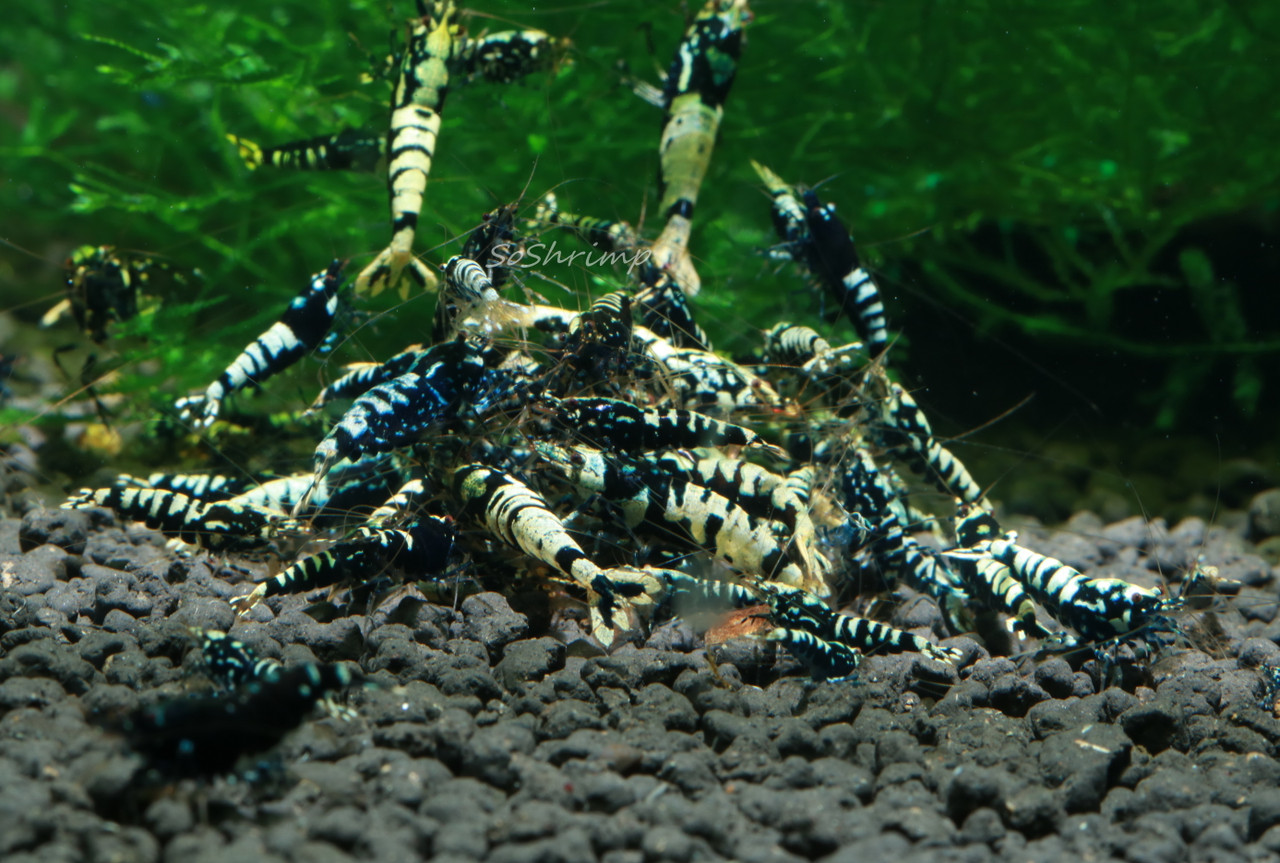 Black Pinto Shrimp - Feeding