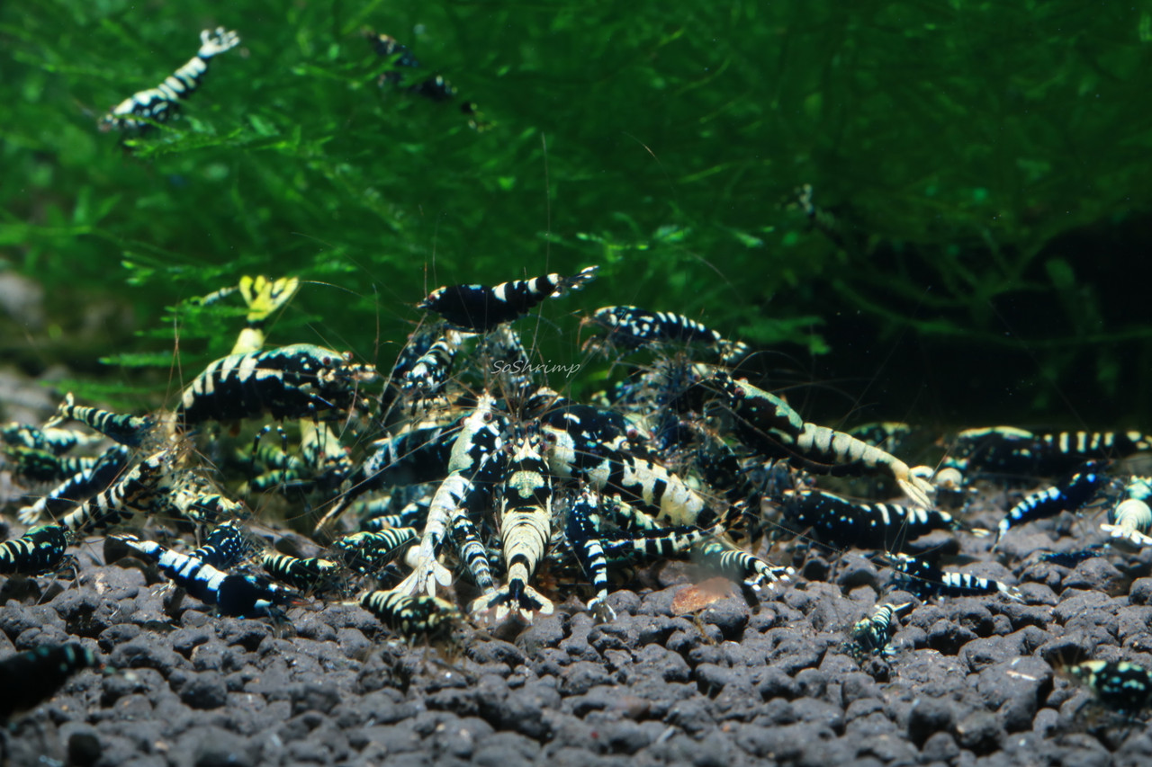 Black Pinto Shrimp - Feeding