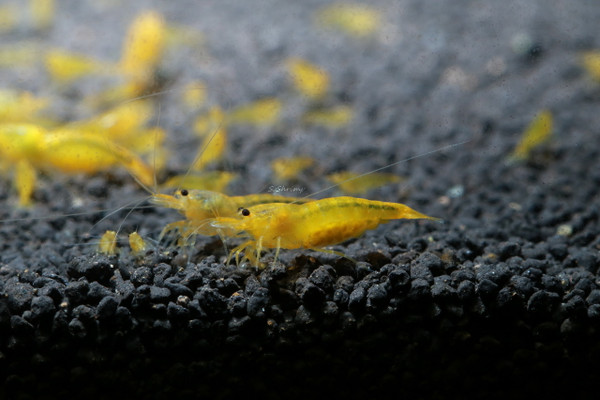 Yellow King Kong Shrimp Caridina