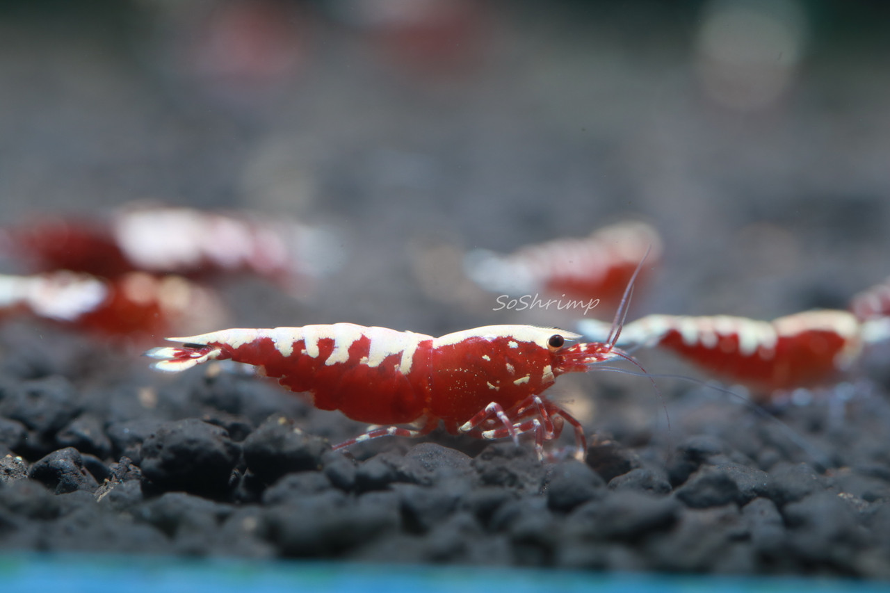 Pinto Shrimp - Red Pinto Shrimp(Mixed Pattern) - SoShrimp