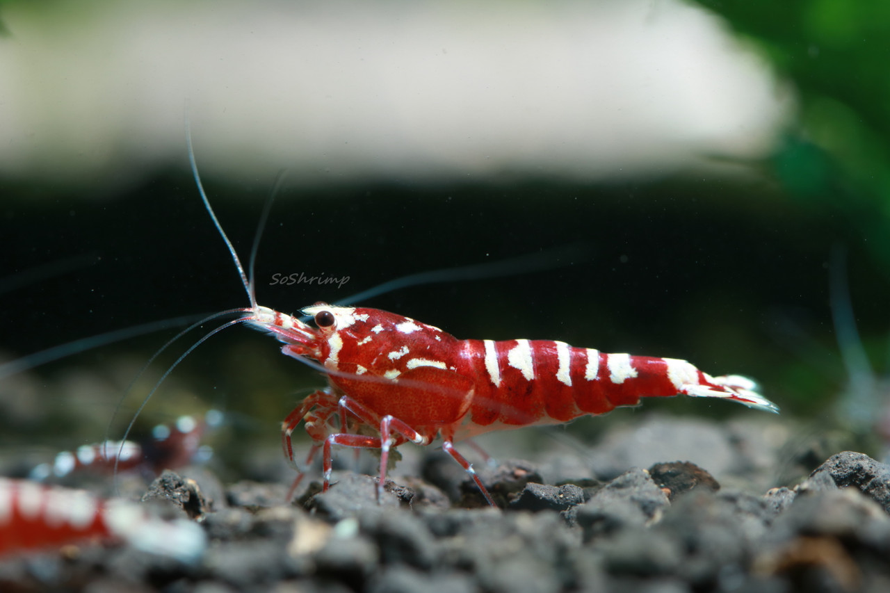 Pinto Shrimp - Red Pinto Shrimp(Mixed Pattern) - SoShrimp