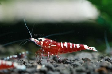 Red Pinto Shrimp - Male